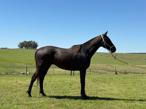 Lote LC SOY EL FAVE 403 DOMADO