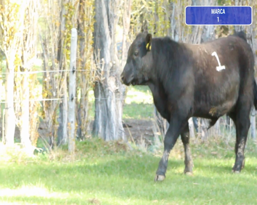 Lote 1 Toro en Río Ibáñez, XI Región Aysén