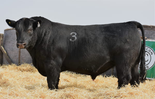 Lote TOROS PC