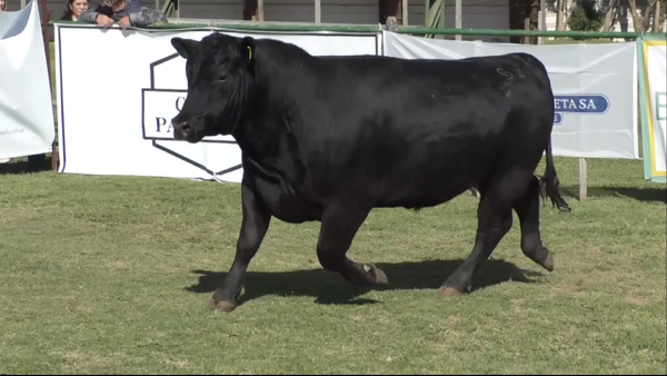 Lote Toro Aberdeen Angus PC Negro C067 - Cabaña Don Jacobo