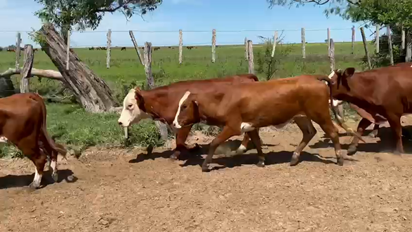 Lote 66 Vaquillonas en Esquina, Corrientes