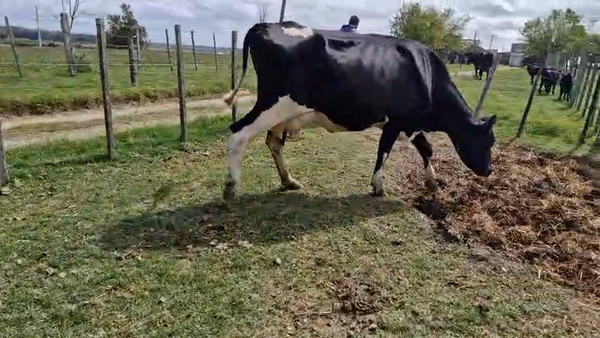 Lote 2 Vaca, San José