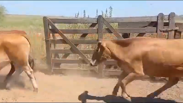 Lote 325 Novillitos en J.J. Castelli, Chaco