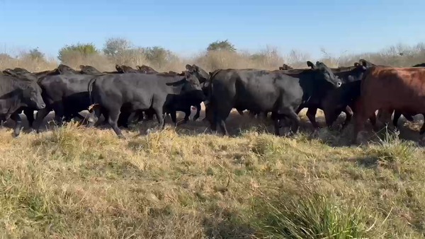 Lote 50 Vaquillonas preñadas en Chaco, Pdcia. Roca