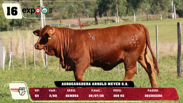 Lote LOTE 16