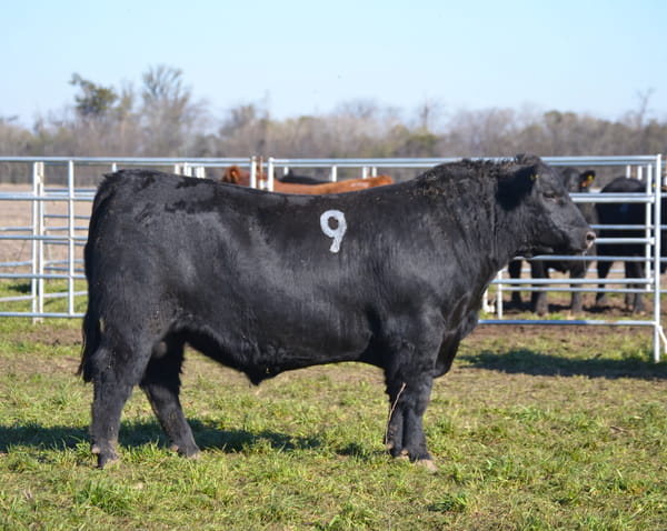 Lote TOROS PEDIGREE H419 H493