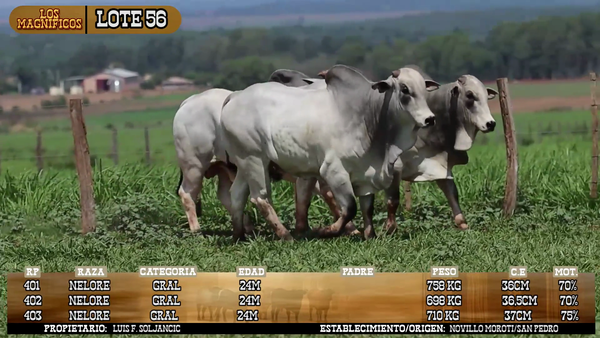 Lote LOTE 56