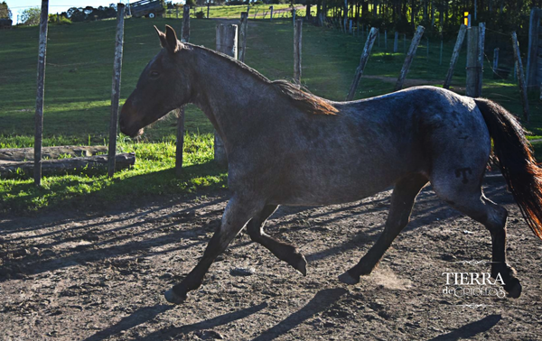 Lote Natalia de la cueva