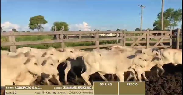 Lote LOTE 11 - 60 DESMAMANTES MACHOS CBO 2