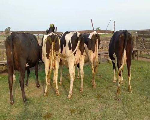 Lote Albertengo Marcelo