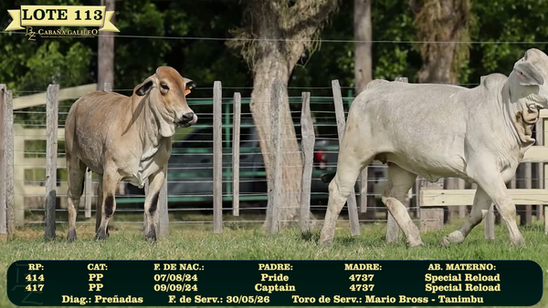 Lote LOTE 113