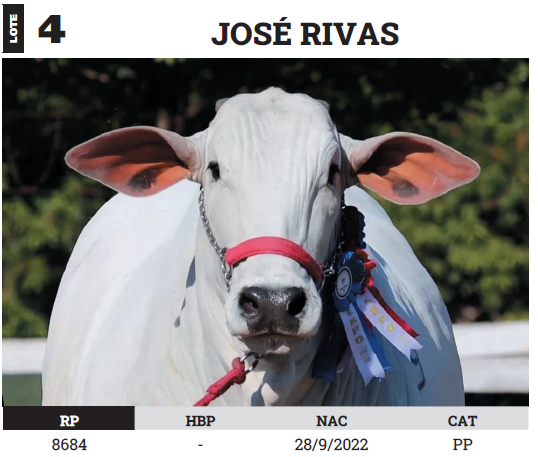 Lote LOTE 4 - PREÑECES