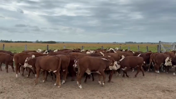 Lote 75 VAQUILLONAS Y NOVILLITOS BRAFORD EN ESQUINA, CORRIENTES