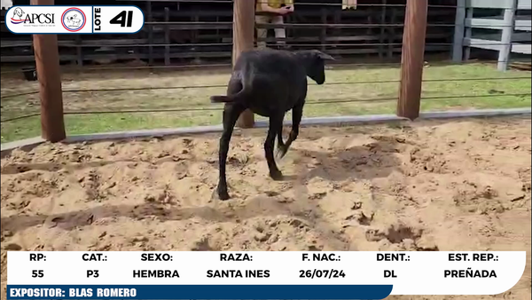 Lote LOTE 41