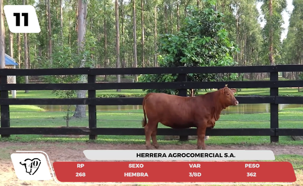 Lote LOTE 11- JUNIOR