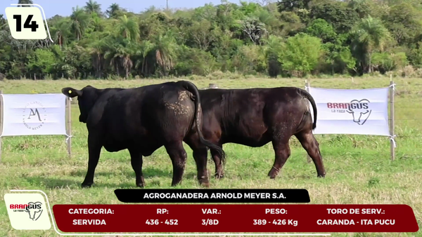Lote LOTE 14- EN VIVO
