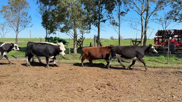 Lote VAQUILLONA PREÑADAS