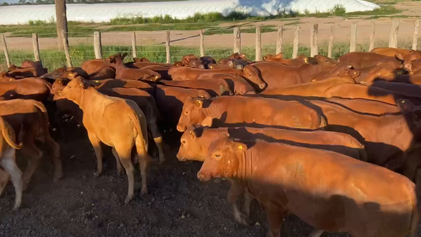 Lote 85 Vaquillonas en Bandera, Santiago del Estero