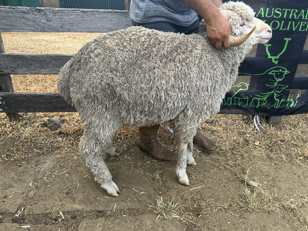 Lote Borrego 2D (MO: No)