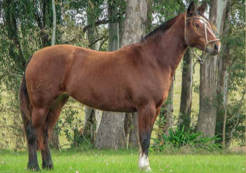 Lote GURISA DE LA COLINA