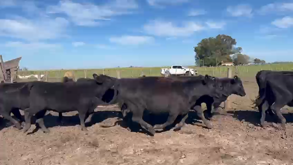 Lote 20 Vaquillonas C/ gtia de preñez