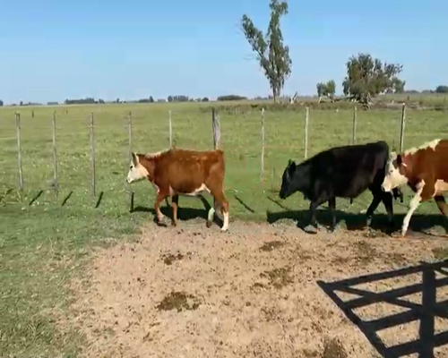 Lote 40 Terneros/as en Navarro, Buenos Aires