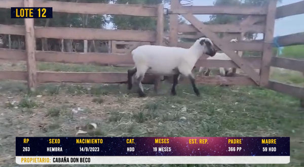 Lote LOTE 12