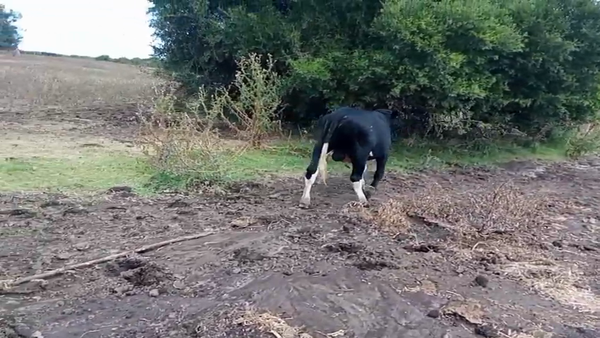 Lote Toros 400kg - , San José