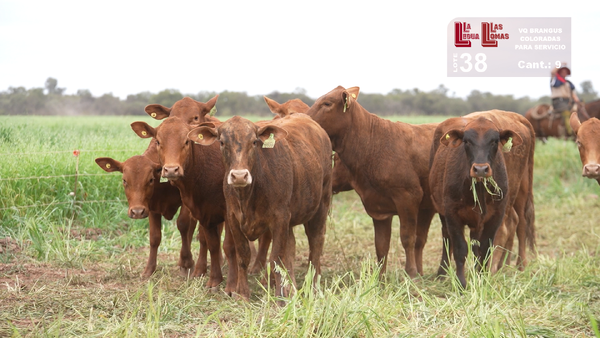 Lote VAQUILLONAS PARA SERVICIO  BRANGUS COLORADAS