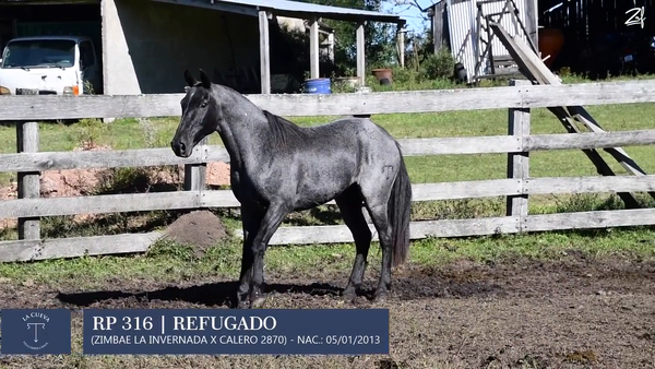 Lote Macho de andar