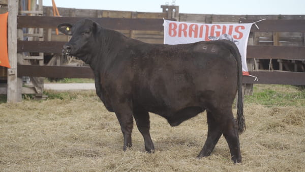 Lote HEMBRA BRANGUS