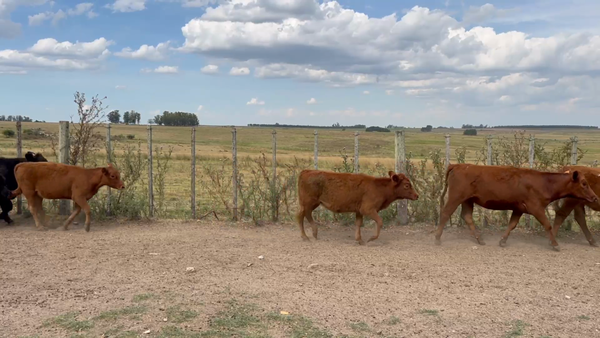 Lote 50 Terneras en Goñi, Florida