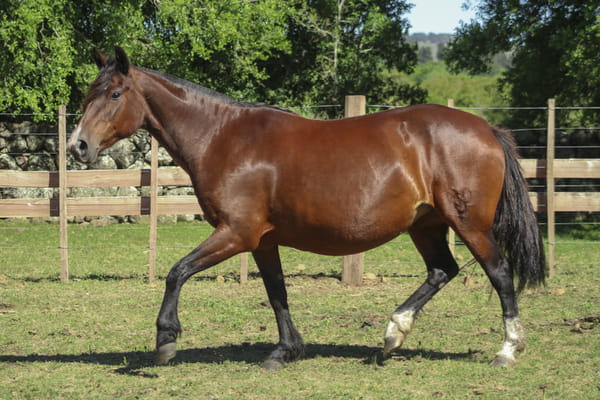 Lote CARDENAL CANELA