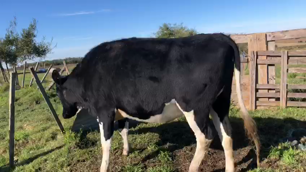 Lote Vacas de Invernada Holando 500kg -  en Ruta 3 Km 120