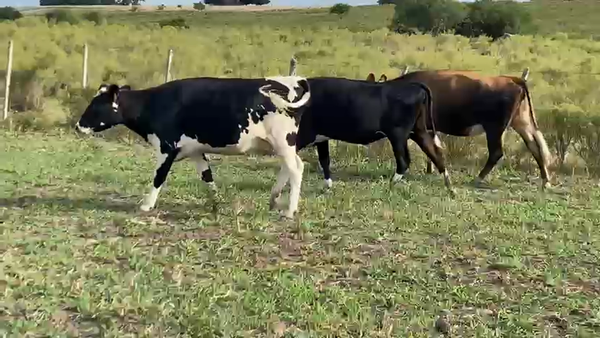 Lote 10 Vaquillonas , San José