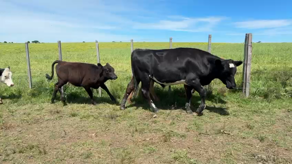 Lote TERNEROS Y TERNERAS