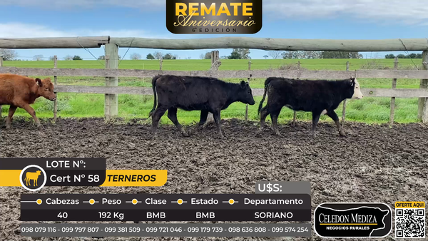 Lote 40 Terneras en Soriano