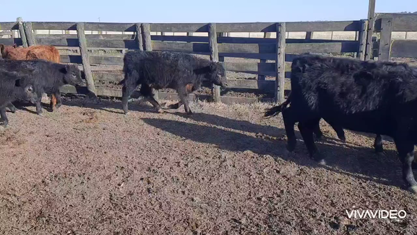 Lote 62 Terneros/as en Benito Juárez, Buenos Aires