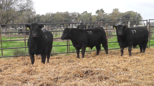 Lote TOROS ANGUS NEGROS PC