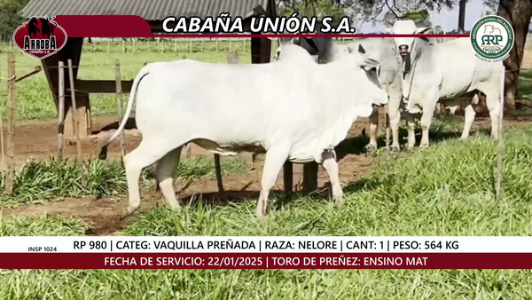 Lote VAQUILLA PREÑADA