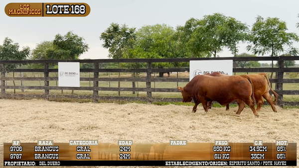 Lote LOTE 168 - PANTALLA