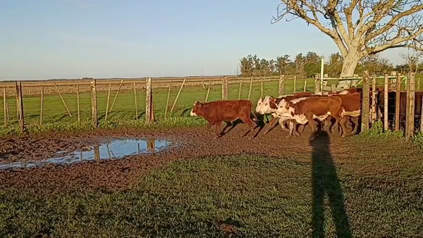 Lote 100 Terneros