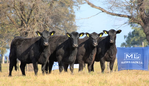 Lote "Cabaña ""Don Felix"" Vaquillonas PC"