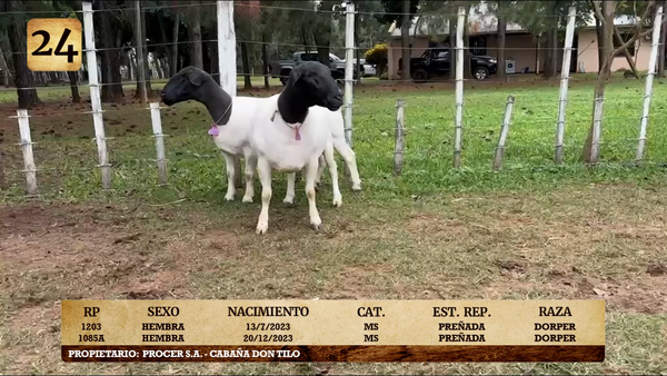 Lote LOTE 24
