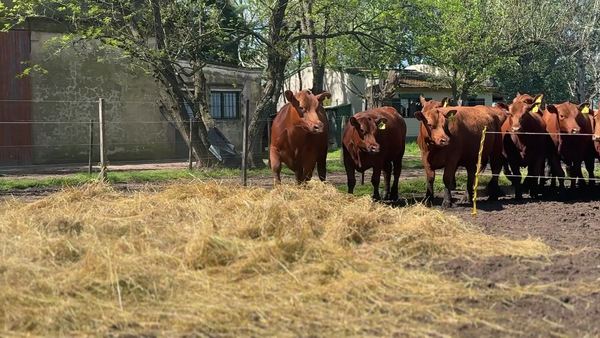 Lote 11 Vaquillonas PC P/ entorar