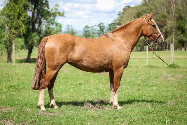 Lote Dona Flor 598 De La Casilla
