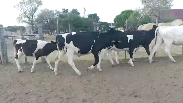 Lote 5 Terneras Holando en Puntas de Gregorio