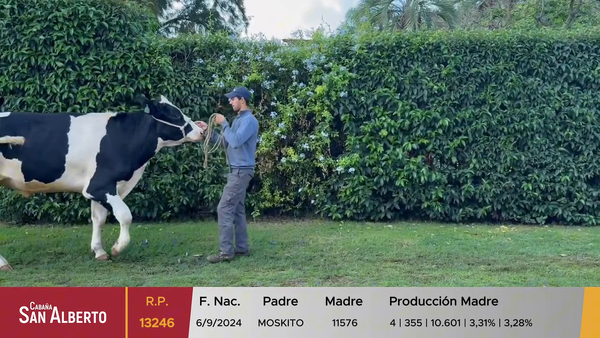 Lote Toros, Canelones