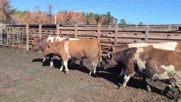 Lote 20 Novillo Gordo en Los Ángeles, VIII Región Biobío