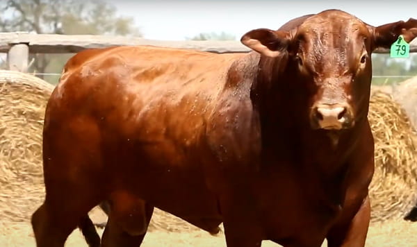 Lote TOROS DE 3 AÑOS